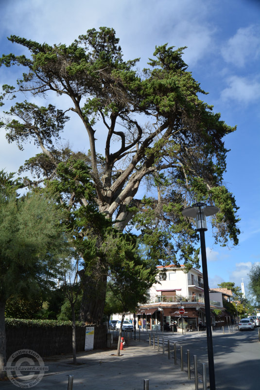 Lège Cap Ferret