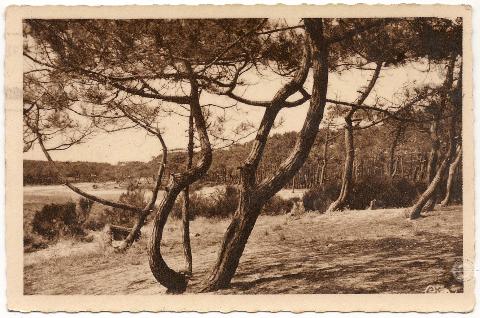 Lège Cap Ferret