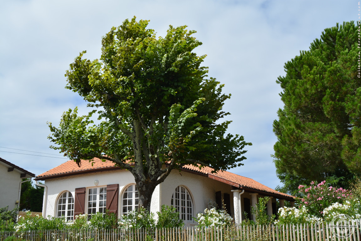 Villa de Lège Cap Ferret