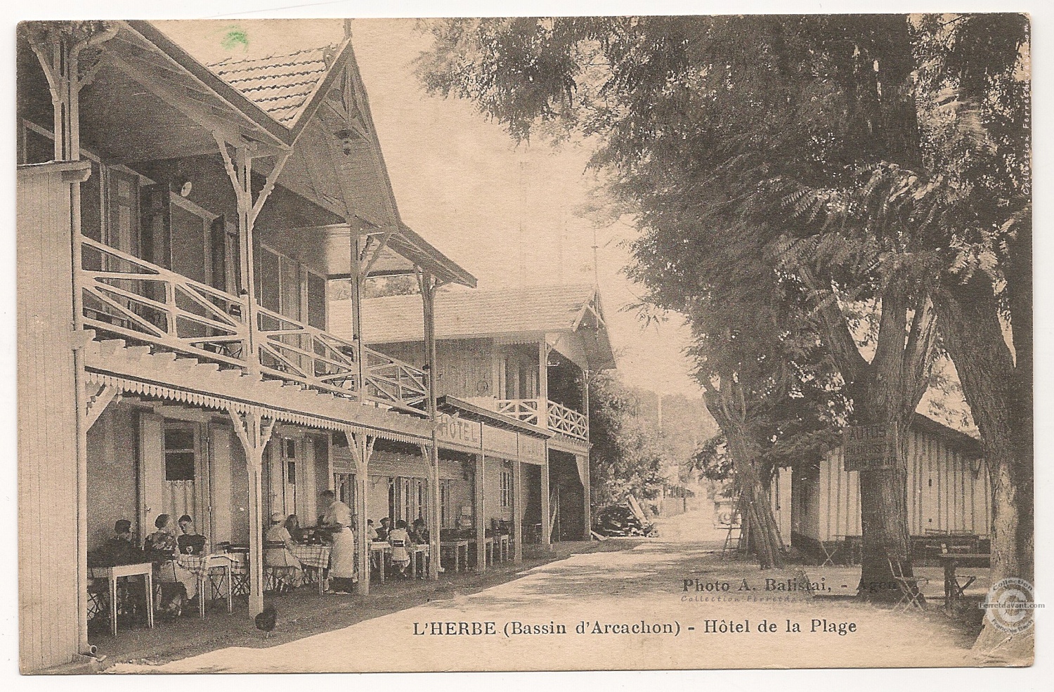 Lège Cap Ferret - l-herbe
