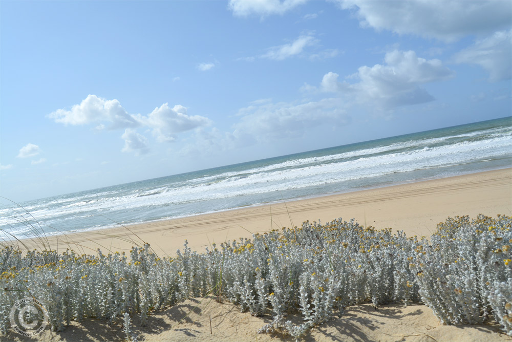 Lège Cap Ferret